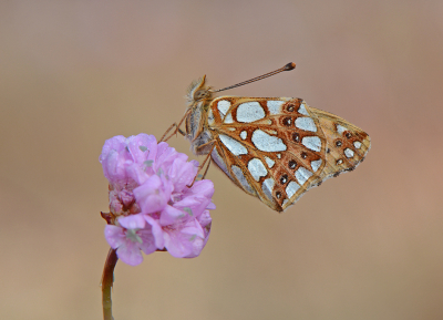 <i class='fa fa-user'></i>&nbsp;koekieman&nbsp;|  Kleine Parelmoervlinder&nbsp; <i class='fa fa-eye'>&nbsp;109</i> &nbsp;<i class='fa fa-thumbs-up'>&nbsp;10</i> &nbsp; <i class='fa fa-comment-o'>&nbsp;5</i>