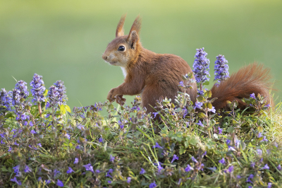 <i class='fa fa-user'></i>&nbsp;Luc Meert&nbsp;|  Eekhoorn&nbsp; <i class='fa fa-eye'>&nbsp;86</i> &nbsp;<i class='fa fa-thumbs-up'>&nbsp;4</i> &nbsp; <i class='fa fa-comment-o'>&nbsp;3</i>