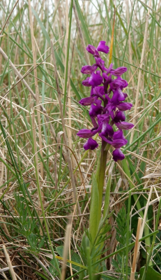 <i class='fa fa-user'></i>&nbsp;ko katsman&nbsp;|  Harlekijn&nbsp; <i class='fa fa-eye'>&nbsp;94</i> &nbsp;<i class='fa fa-thumbs-up'>&nbsp;1</i> &nbsp; <i class='fa fa-comment-o'>&nbsp;2</i>