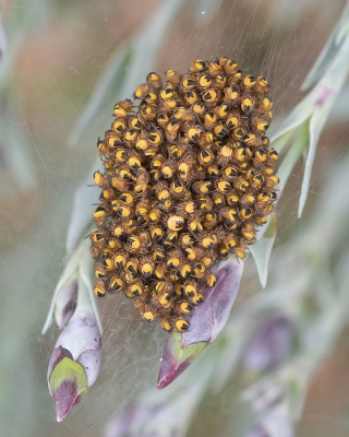 <i class='fa fa-user'></i>&nbsp;Johan van Gurp&nbsp;|  Kruisspin&nbsp; <i class='fa fa-eye'>&nbsp;91</i> &nbsp;<i class='fa fa-thumbs-up'>&nbsp;1</i> &nbsp; <i class='fa fa-comment-o'>&nbsp;5</i>