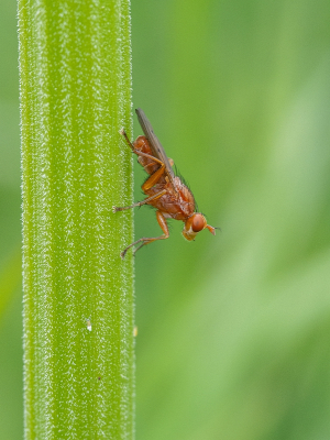 <i class='fa fa-user'></i>&nbsp;Tim Oord&nbsp;|  Tetanocera sp.&nbsp; <i class='fa fa-eye'>&nbsp;61</i> &nbsp; <i class='fa fa-comment-o'>&nbsp;5</i>