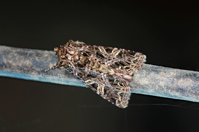 <i class='fa fa-user'></i>&nbsp;Pieter  LJ&nbsp;|  Gevorkte Silene-uil&nbsp; <i class='fa fa-eye'>&nbsp;55</i> &nbsp;<i class='fa fa-thumbs-up'>&nbsp;1</i> &nbsp; <i class='fa fa-comment-o'>&nbsp;2</i>