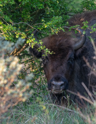 <i class='fa fa-user'></i>&nbsp;Eef Kieft&nbsp;|  Wisent&nbsp; <i class='fa fa-eye'>&nbsp;69</i> &nbsp; <i class='fa fa-comment-o'>&nbsp;1</i>