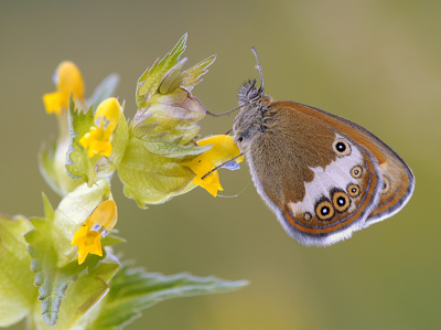 <i class='fa fa-user'></i>&nbsp;Mignon-Creative&nbsp;|  Tweekleurig Hooibeestje&nbsp; <i class='fa fa-eye'>&nbsp;99</i> &nbsp;<i class='fa fa-thumbs-up'>&nbsp;17</i> &nbsp; <i class='fa fa-comment-o'>&nbsp;11</i>