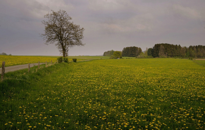 <i class='fa fa-user'></i>&nbsp;Nel R&nbsp;|  Lente in de Ardennen&nbsp; <i class='fa fa-eye'>&nbsp;79</i> &nbsp;<i class='fa fa-thumbs-up'>&nbsp;1</i> &nbsp; <i class='fa fa-comment-o'>&nbsp;5</i>