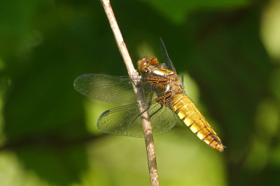 <i class='fa fa-user'></i>&nbsp;nelappelmelk&nbsp;|  Platbuik&nbsp; <i class='fa fa-eye'>&nbsp;52</i> &nbsp; <i class='fa fa-comment-o'>&nbsp;2</i>