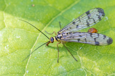 <i class='fa fa-user'></i>&nbsp;harrie69&nbsp;|  Duitse Schorpioenvlieg&nbsp; <i class='fa fa-eye'>&nbsp;43</i> &nbsp; <i class='fa fa-comment-o'>&nbsp;0</i>