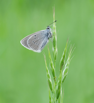 <i class='fa fa-user'></i>&nbsp;Jurgen Maassen&nbsp;|  Klaverblauwtje&nbsp; <i class='fa fa-eye'>&nbsp;61</i> &nbsp;<i class='fa fa-thumbs-up'>&nbsp;10</i> &nbsp; <i class='fa fa-comment-o'>&nbsp;6</i>