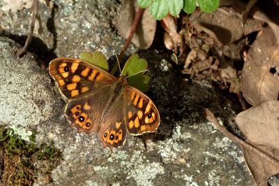 <i class='fa fa-user'></i>&nbsp;A. Soeting&nbsp;|  Bont Zandoogje&nbsp; <i class='fa fa-eye'>&nbsp;53</i> &nbsp;<i class='fa fa-thumbs-up'>&nbsp;2</i> &nbsp; <i class='fa fa-comment-o'>&nbsp;4</i>