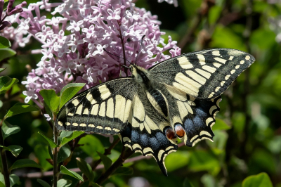 <i class='fa fa-user'></i>&nbsp;Johan van Gurp&nbsp;|  Koninginnenpage&nbsp; <i class='fa fa-eye'>&nbsp;47</i> &nbsp;<i class='fa fa-thumbs-up'>&nbsp;3</i> &nbsp; <i class='fa fa-comment-o'>&nbsp;2</i>