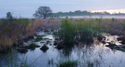 <i class='fa fa-user'></i>&nbsp;Ben Aalders&nbsp;|  Moerassig Dwingelderveld&nbsp; <i class='fa fa-eye'>&nbsp;75</i> &nbsp;<i class='fa fa-thumbs-up'>&nbsp;7</i> &nbsp; <i class='fa fa-comment-o'>&nbsp;3</i>