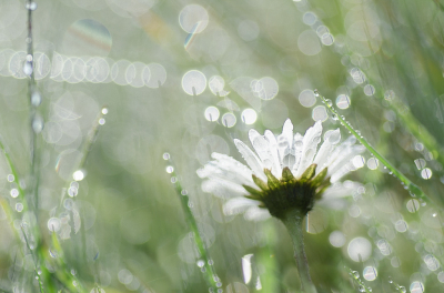 Nature picture: 5. Bellis perennis / Madeliefje / Daisy