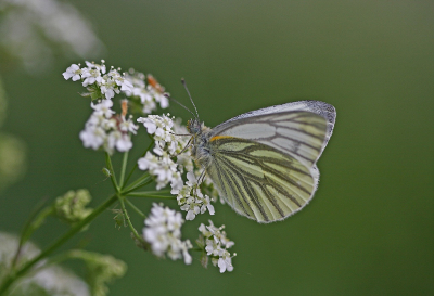 <i class='fa fa-user'></i>&nbsp;Cor&nbsp;|  Klein Geaderd Witje&nbsp; <i class='fa fa-eye'>&nbsp;53</i> &nbsp;<i class='fa fa-thumbs-up'>&nbsp;10</i> &nbsp; <i class='fa fa-comment-o'>&nbsp;8</i>