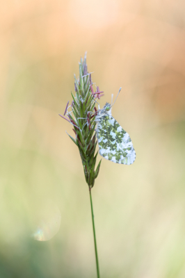 <i class='fa fa-user'></i>&nbsp;EllenStegeman&nbsp;|  Oranjetipje&nbsp; <i class='fa fa-eye'>&nbsp;81</i> &nbsp;<i class='fa fa-thumbs-up'>&nbsp;5</i> &nbsp; <i class='fa fa-comment-o'>&nbsp;8</i>