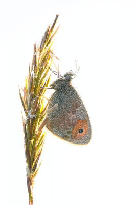 Deze mooie ochtend wilde ik niet zomaar voorbij laten gaan.
Om 6:30 kwam ik aan bij het gebiedje dat grenst aan de rivier de wetering.
Het was fris rond 6 graden.   Dit vlindertje gefotografeerd met tegenlicht rond 7:00.
Achtergrond viel volledig weg doordat de zon bijna recht achter het vlindertje was.