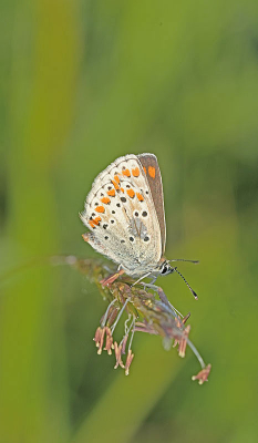 Met wat geluk deze icarus gevonden toen ik wat rondliep door de weide.  Het was met 6 graden redelijk fris rond 7:00.




;