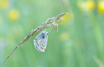 <i class='fa fa-user'></i>&nbsp;David Ruijs&nbsp;|  Bruin Blauwtje&nbsp; <i class='fa fa-eye'>&nbsp;58</i> &nbsp;<i class='fa fa-thumbs-up'>&nbsp;2</i> &nbsp; <i class='fa fa-comment-o'>&nbsp;5</i>