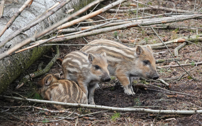 <i class='fa fa-user'></i>&nbsp;nelappelmelk&nbsp;|  Wild Zwijn&nbsp; <i class='fa fa-eye'>&nbsp;103</i> &nbsp;<i class='fa fa-thumbs-up'>&nbsp;1</i> &nbsp; <i class='fa fa-comment-o'>&nbsp;9</i>