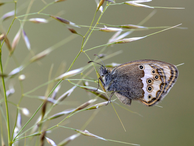 <i class='fa fa-user'></i>&nbsp;Mignon-Creative&nbsp;|  Bleek Hooibeestje&nbsp; <i class='fa fa-eye'>&nbsp;88</i> &nbsp;<i class='fa fa-thumbs-up'>&nbsp;5</i> &nbsp; <i class='fa fa-comment-o'>&nbsp;6</i>