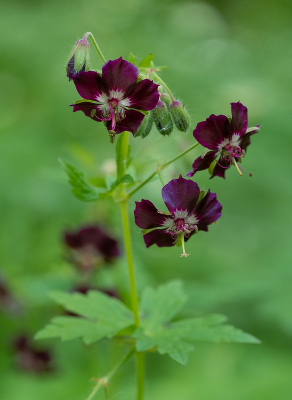 <i class='fa fa-user'></i>&nbsp;Tim Oord&nbsp;|  Donkere Ooievaarsbek&nbsp; <i class='fa fa-eye'>&nbsp;48</i> &nbsp;<i class='fa fa-thumbs-up'>&nbsp;2</i> &nbsp; <i class='fa fa-comment-o'>&nbsp;5</i>