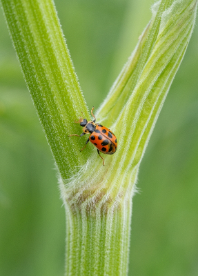 <i class='fa fa-user'></i>&nbsp;Tim Oord&nbsp;|  Dertienstippelig Lieveheersbeestje&nbsp; <i class='fa fa-eye'>&nbsp;62</i> &nbsp;<i class='fa fa-thumbs-up'>&nbsp;8</i> &nbsp; <i class='fa fa-comment-o'>&nbsp;7</i>