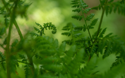 <i class='fa fa-user'></i>&nbsp;Tim Oord&nbsp;|  Wijfjesvaren&nbsp; <i class='fa fa-eye'>&nbsp;59</i> &nbsp; <i class='fa fa-comment-o'>&nbsp;3</i>