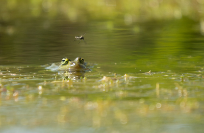 <i class='fa fa-user'></i>&nbsp;Truus Aletta Maan&nbsp;|  Groene Kikker sp.&nbsp; <i class='fa fa-eye'>&nbsp;66</i> &nbsp;<i class='fa fa-thumbs-up'>&nbsp;3</i> &nbsp; <i class='fa fa-comment-o'>&nbsp;5</i>