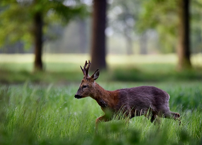 <i class='fa fa-user'></i>&nbsp;robert-jan&nbsp;|  Ree&nbsp; <i class='fa fa-eye'>&nbsp;86</i> &nbsp;<i class='fa fa-thumbs-up'>&nbsp;2</i> &nbsp; <i class='fa fa-comment-o'>&nbsp;4</i>