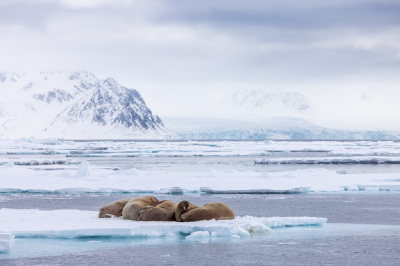 <i class='fa fa-user'></i>&nbsp;Arjen Drost&nbsp;|  Walrus&nbsp; <i class='fa fa-eye'>&nbsp;134</i> &nbsp;<i class='fa fa-thumbs-up'>&nbsp;14</i> &nbsp; <i class='fa fa-comment-o'>&nbsp;12</i>