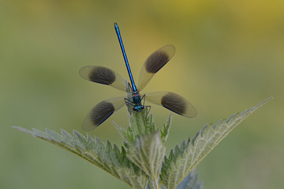 <i class='fa fa-user'></i>&nbsp;koekieman&nbsp;|  Weidebeekjuffer&nbsp; <i class='fa fa-eye'>&nbsp;121</i> &nbsp;<i class='fa fa-thumbs-up'>&nbsp;9</i> &nbsp; <i class='fa fa-comment-o'>&nbsp;9</i>