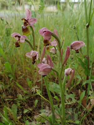 <i class='fa fa-user'></i>&nbsp;A. Soeting&nbsp;|  Wolzweverophrys&nbsp; <i class='fa fa-eye'>&nbsp;91</i> &nbsp; <i class='fa fa-comment-o'>&nbsp;4</i>