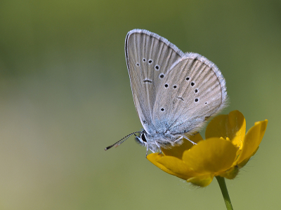 <i class='fa fa-user'></i>&nbsp;Mignon-Creative&nbsp;|  Klaverblauwtje&nbsp; <i class='fa fa-eye'>&nbsp;69</i> &nbsp;<i class='fa fa-thumbs-up'>&nbsp;7</i> &nbsp; <i class='fa fa-comment-o'>&nbsp;6</i>