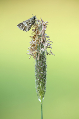 <i class='fa fa-user'></i>&nbsp;Reinier van den Born&nbsp;|  Aardbeivlinder&nbsp; <i class='fa fa-eye'>&nbsp;87</i> &nbsp;<i class='fa fa-thumbs-up'>&nbsp;11</i> &nbsp; <i class='fa fa-comment-o'>&nbsp;9</i>