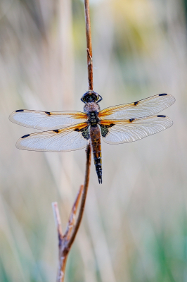 <i class='fa fa-user'></i>&nbsp;kiran&nbsp;|  Viervlek&nbsp; <i class='fa fa-eye'>&nbsp;77</i> &nbsp;<i class='fa fa-thumbs-up'>&nbsp;7</i> &nbsp; <i class='fa fa-comment-o'>&nbsp;8</i>