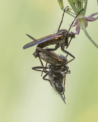 <i class='fa fa-user'></i>&nbsp;Johan van Gurp&nbsp;|  Grote Dansvlieg&nbsp; <i class='fa fa-eye'>&nbsp;69</i> &nbsp;<i class='fa fa-thumbs-up'>&nbsp;5</i> &nbsp; <i class='fa fa-comment-o'>&nbsp;5</i>