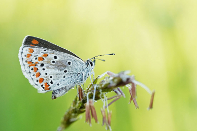 <i class='fa fa-user'></i>&nbsp;David Ruijs&nbsp;|  Bruin Blauwtje&nbsp; <i class='fa fa-eye'>&nbsp;65</i> &nbsp;<i class='fa fa-thumbs-up'>&nbsp;8</i> &nbsp; <i class='fa fa-comment-o'>&nbsp;2</i>