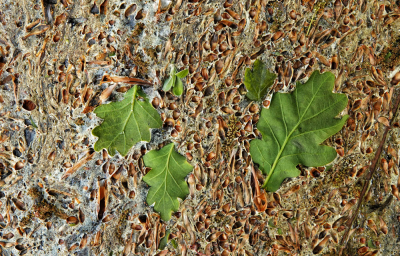 <i class='fa fa-user'></i>&nbsp;nelappelmelk&nbsp;|  Stilleven in het ven&nbsp; <i class='fa fa-eye'>&nbsp;87</i> &nbsp; <i class='fa fa-comment-o'>&nbsp;1</i>