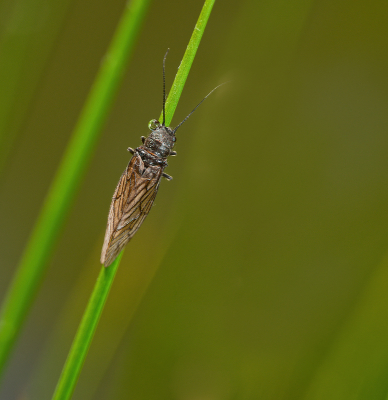 <i class='fa fa-user'></i>&nbsp;janvangastel&nbsp;|  Slijkvlieg&nbsp; <i class='fa fa-eye'>&nbsp;62</i> &nbsp; <i class='fa fa-comment-o'>&nbsp;4</i>