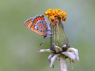 <i class='fa fa-user'></i>&nbsp;Mignon-Creative&nbsp;|  Blauwe Vuurvlinder&nbsp; <i class='fa fa-eye'>&nbsp;108</i> &nbsp;<i class='fa fa-thumbs-up'>&nbsp;12</i> &nbsp; <i class='fa fa-comment-o'>&nbsp;9</i>