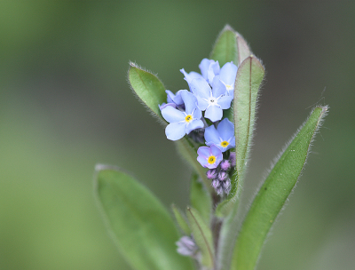 <i class='fa fa-user'></i>&nbsp;Paul Vandebroek&nbsp;|  Moerasvergeet-mij-nietje&nbsp; <i class='fa fa-eye'>&nbsp;56</i> &nbsp;<i class='fa fa-thumbs-up'>&nbsp;3</i> &nbsp; <i class='fa fa-comment-o'>&nbsp;2</i>