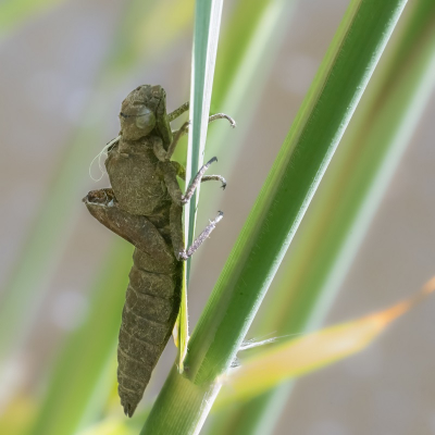 <i class='fa fa-user'></i>&nbsp;harrie69&nbsp;|  Glassnijder&nbsp; <i class='fa fa-eye'>&nbsp;72</i> &nbsp; <i class='fa fa-comment-o'>&nbsp;1</i>