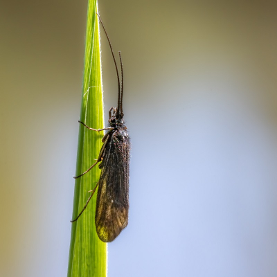 <i class='fa fa-user'></i>&nbsp;harrie69&nbsp;|  Notidobia ciliaris&nbsp; <i class='fa fa-eye'>&nbsp;57</i> &nbsp;<i class='fa fa-thumbs-up'>&nbsp;1</i> &nbsp; <i class='fa fa-comment-o'>&nbsp;2</i>