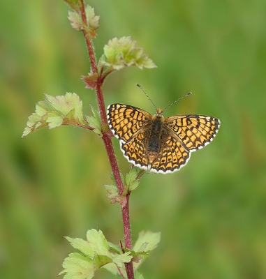 <i class='fa fa-user'></i>&nbsp;Jurgen Maassen&nbsp;|  Veldparelmoervlinder&nbsp; <i class='fa fa-eye'>&nbsp;84</i> &nbsp;<i class='fa fa-thumbs-up'>&nbsp;5</i> &nbsp; <i class='fa fa-comment-o'>&nbsp;3</i>