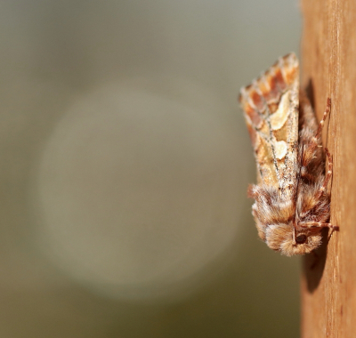 <i class='fa fa-user'></i>&nbsp;rixte&nbsp;|  Dennenuil&nbsp; <i class='fa fa-eye'>&nbsp;71</i> &nbsp; <i class='fa fa-comment-o'>&nbsp;4</i>