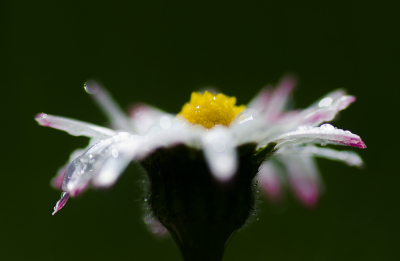 <i class='fa fa-user'></i>&nbsp;Truus Aletta Maan&nbsp;|  Madeliefje&nbsp; <i class='fa fa-eye'>&nbsp;74</i> &nbsp;<i class='fa fa-thumbs-up'>&nbsp;1</i> &nbsp; <i class='fa fa-comment-o'>&nbsp;2</i>