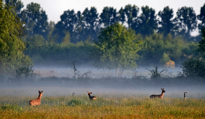 <i class='fa fa-user'></i>&nbsp;robert-jan&nbsp;|  Ree&nbsp; <i class='fa fa-eye'>&nbsp;105</i> &nbsp;<i class='fa fa-thumbs-up'>&nbsp;1</i> &nbsp; <i class='fa fa-comment-o'>&nbsp;2</i>