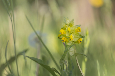 Langs de kant van de weg staan weer veel Grote Ratelaars op het punt om in bloei te komen samen met oa boterbloemen, paardenbloemen en grassen. De ratelaars zijn nog niet volop in bloei maar deze deed al een ferme poging.