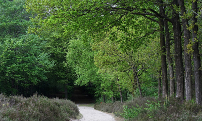 <i class='fa fa-user'></i>&nbsp;Ben Aalders&nbsp;|  Landgoed Petrea&nbsp; <i class='fa fa-eye'>&nbsp;81</i> &nbsp;<i class='fa fa-thumbs-up'>&nbsp;1</i> &nbsp; <i class='fa fa-comment-o'>&nbsp;4</i>