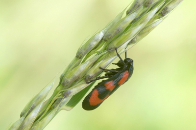 <i class='fa fa-user'></i>&nbsp;Johan van Gurp&nbsp;|  Bloedcicade&nbsp; <i class='fa fa-eye'>&nbsp;63</i> &nbsp;<i class='fa fa-thumbs-up'>&nbsp;3</i> &nbsp; <i class='fa fa-comment-o'>&nbsp;5</i>