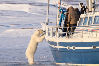 Nature picture: 2. Ursus maritimus / IJsbeer / Polar Bear